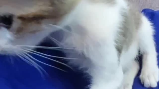 Adorable Cat Raised By Husky Mum!