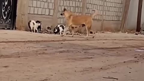 Not Today Doggy