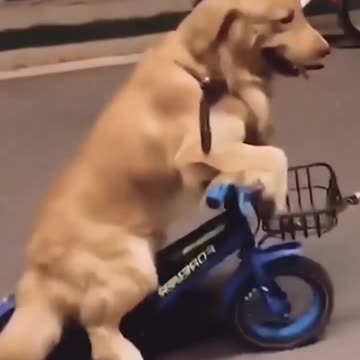 Dog riding bicycle