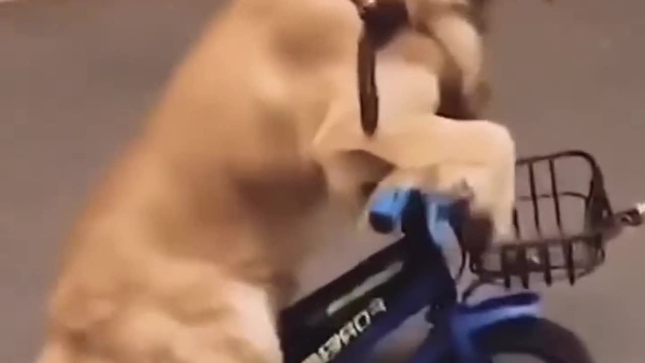 Dog riding bicycle