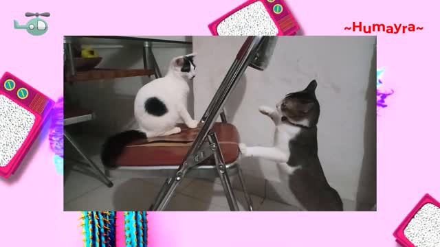 Cat Funny Reaction | Funny Cats Dance | Cat Funny Video