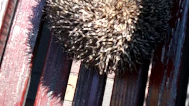 I found the hedgehog personally in the morning