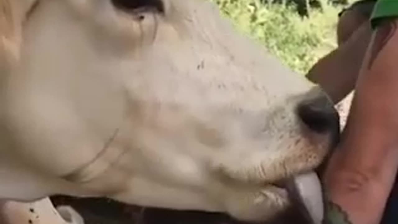 Cow mother say thanks