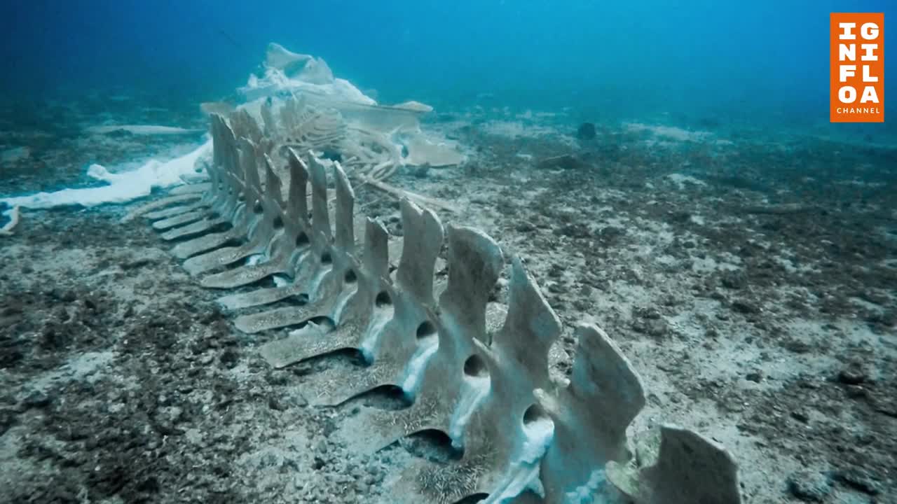 A DRAGON skeleton and other large animals have been found.