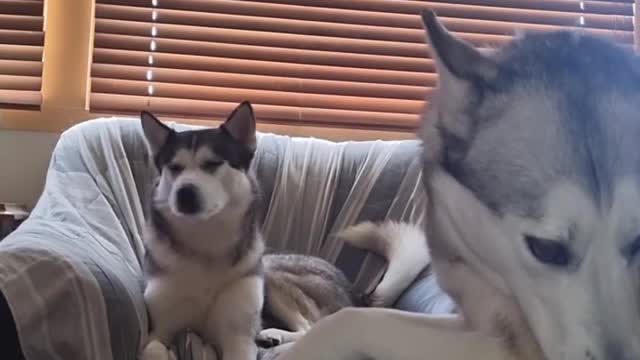 singing huskys