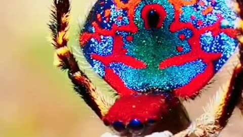 peacock spider