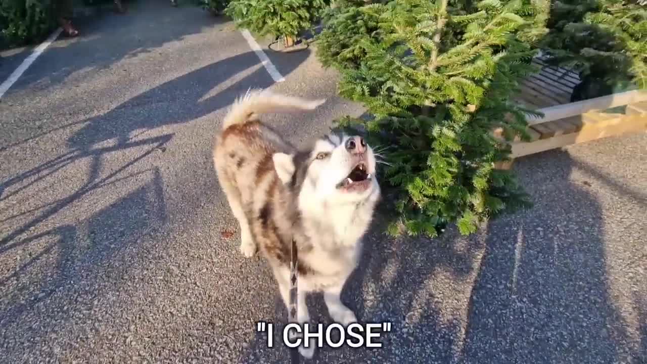 Husky Gets His Very Own Christmas Tree!