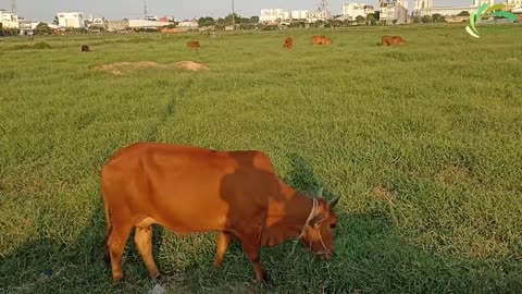 Cows Funny Cute Video 🔴 Cute and Funny