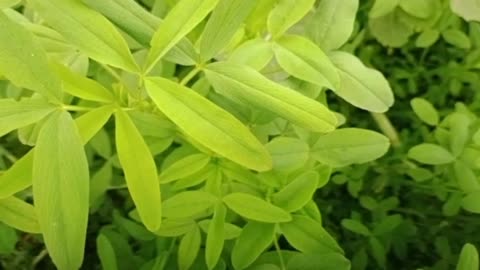 Natural and beautiful view of grassy plants with relaxing sound💖✨