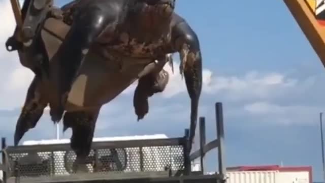 BIGGEST TURTLE IN THE WORLD RESCUED