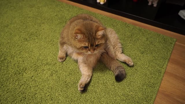 Hosico - One day in my life