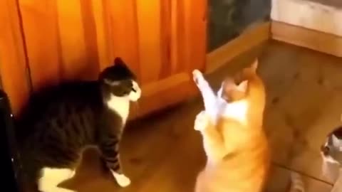 CUTE CAT FUNNY VIDEO 2023