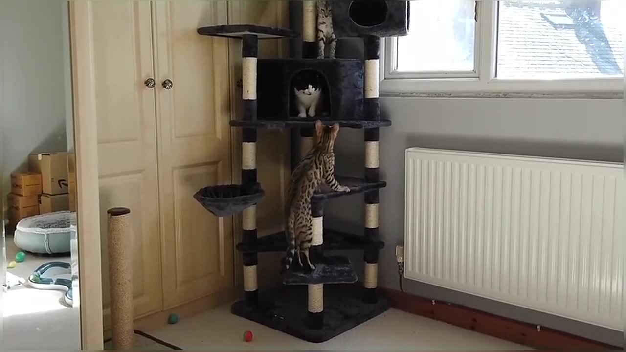 Crazy Bengal Kittens Play With New Cat Tree