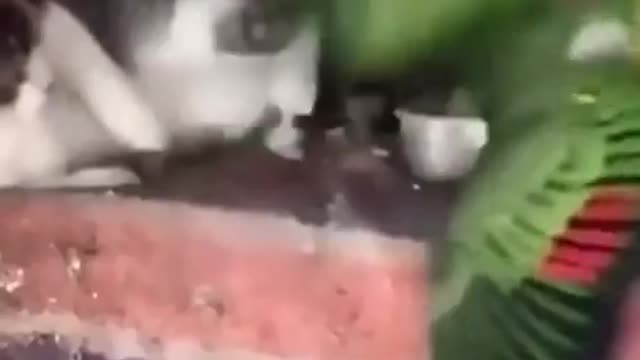 Evil cat 😸