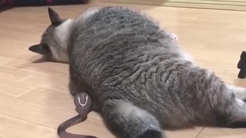 Cat funny movement 2024🤣🤣🤣
