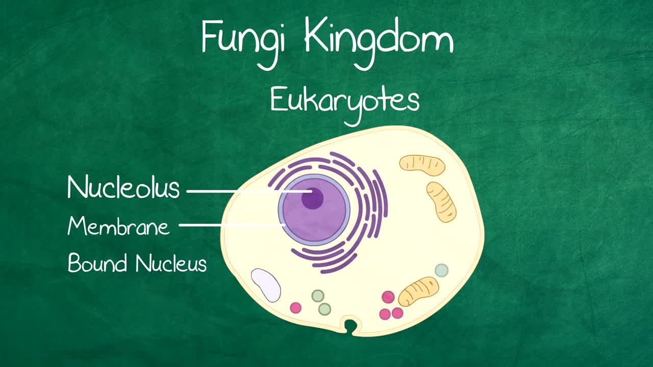 Five kingdom Classification