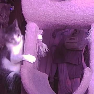 EA S27 - Vertical Zoomie