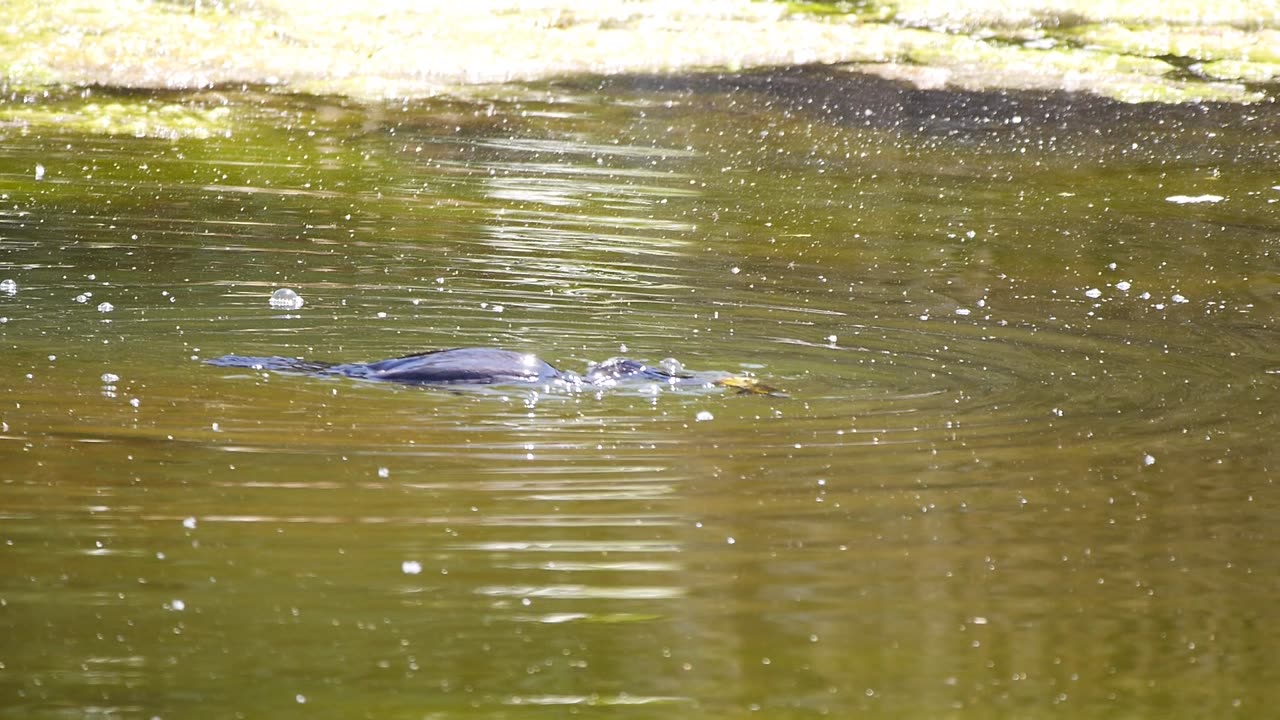 Cormorant Spears a Large Fish