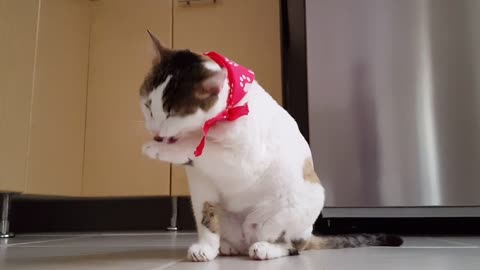 Watch what a cat does when he's with himself