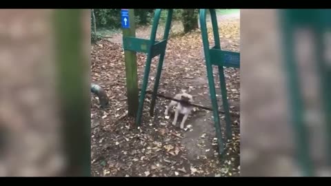 Funny animal video