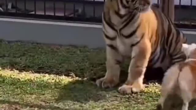 Funny Dog and Tiger prank