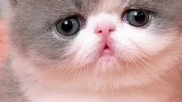 A cute cat