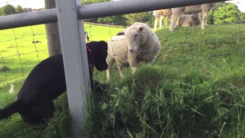 Cachorra y ovejas completamente fascinados mutuamente