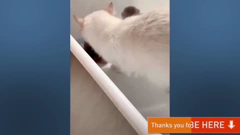 Funny & Cute animals (12)