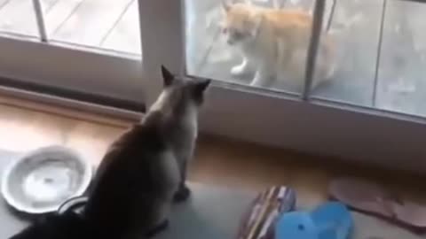 Funny 😆🤣 cat videos
