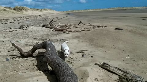 Doggie Diaries #29 - springtime walk