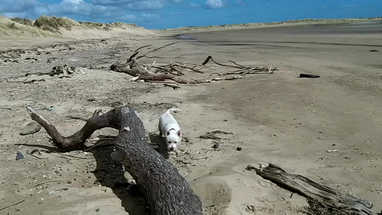 Doggie Diaries #29 - springtime walk