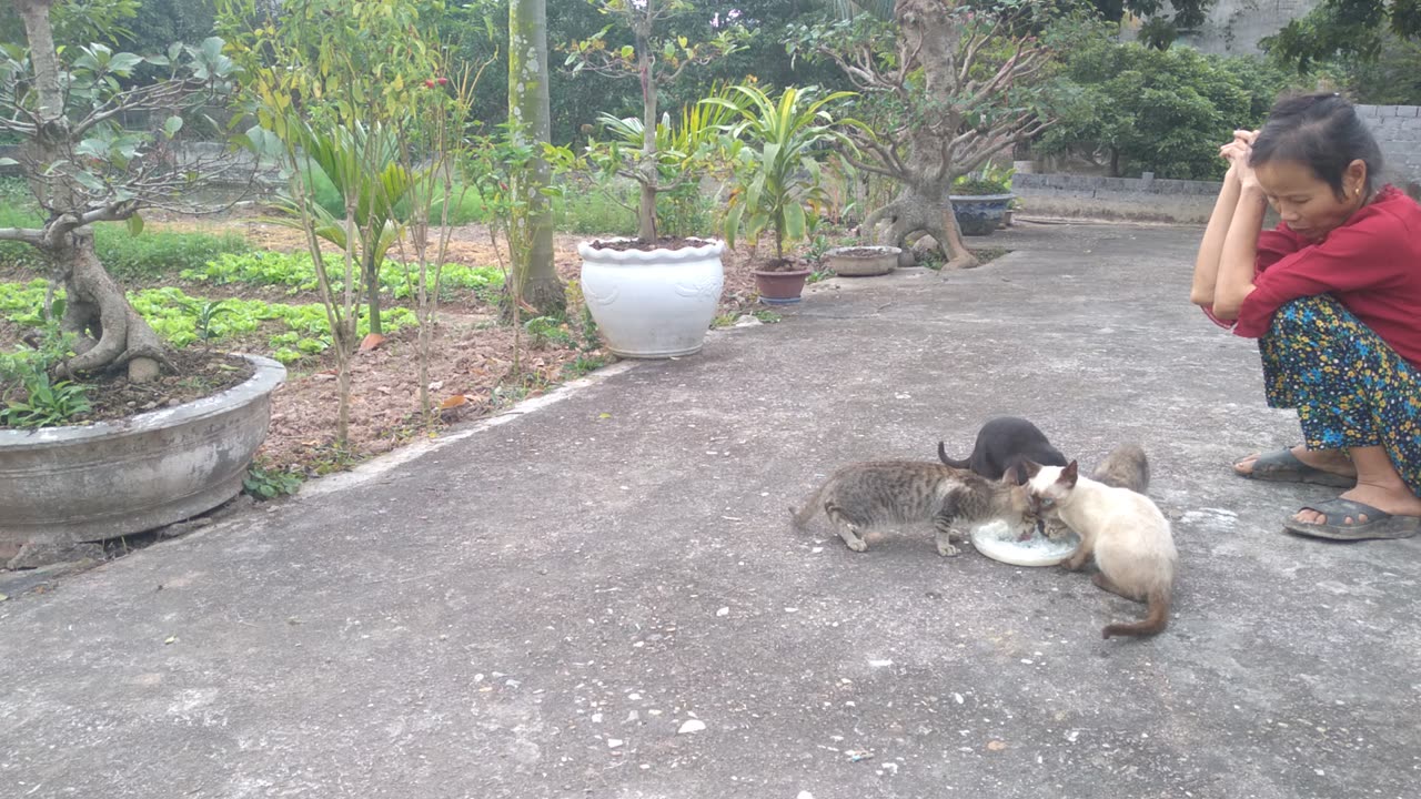 videos cats cute