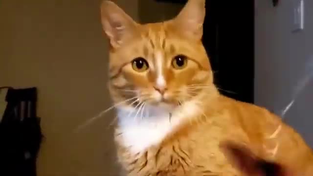 THE BEST CUTE PETS / FUNNY CAT / ANIMAL VIDEO 💥 💣