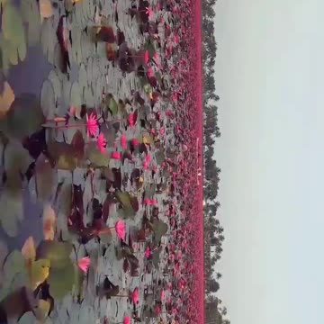 Everything About The National Flower Of India - Lotus Which is the national flower of India?