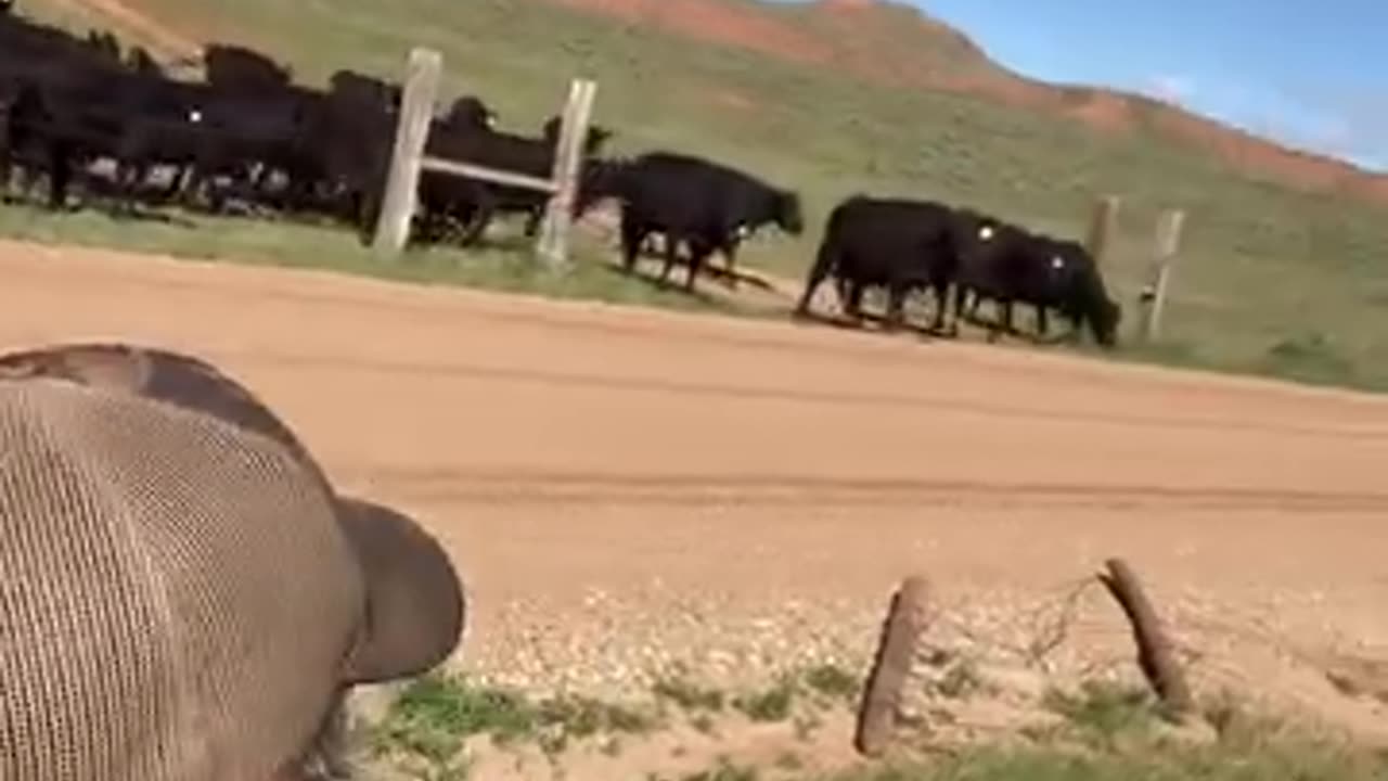 Modern Day Cowboy trains the cattle to follow him. Buy grass-fed Beef at cartercountrymeats.com #buy