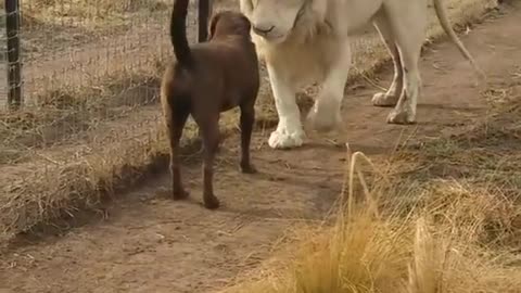 Lion asking Dog for forgiveness