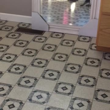 GSD Puppy’s first mirror.