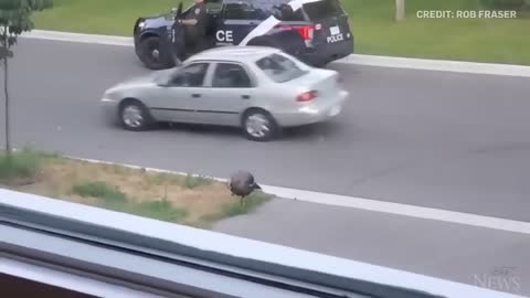 WATCH: Wild turkey faces off against Canadian police officer