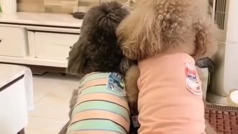 Never watch TV for dogs😂😂#StreetFashion #Entrepreneur #pets #pet #fyp #dog