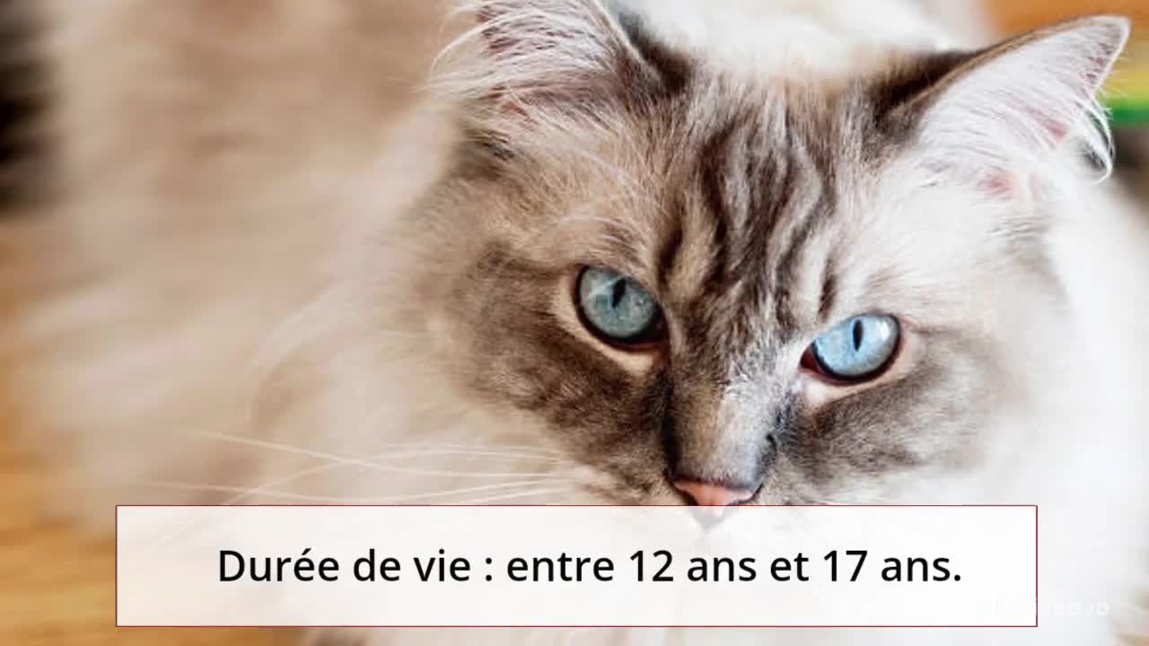 Le Ragdoll est un compagnon idéal pour votre famille