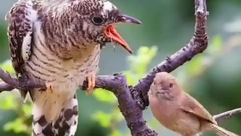 Baby bird help to old bird