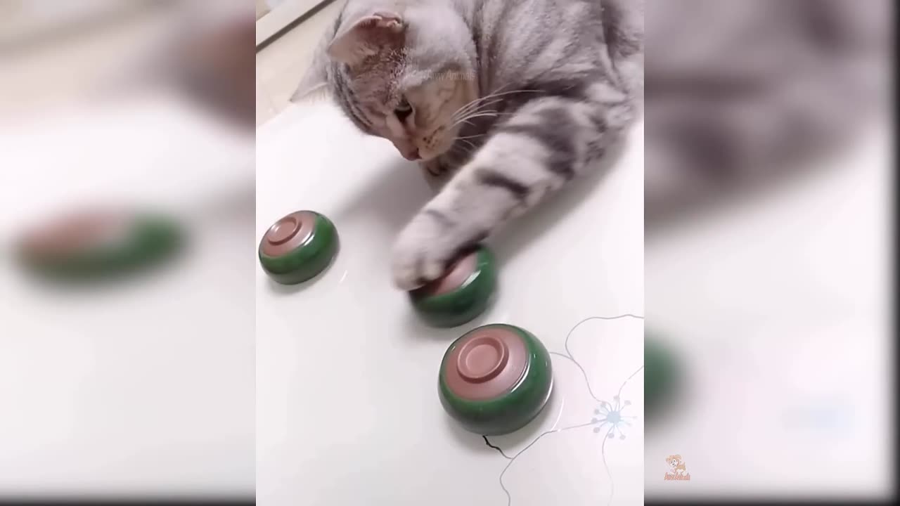 Baby Cats - Cute and Funny Cat Videos Compilation #2