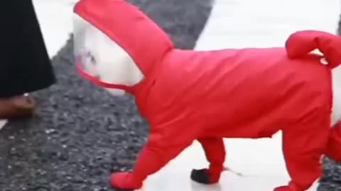 Dog Rain Coat, Dog Gadgets