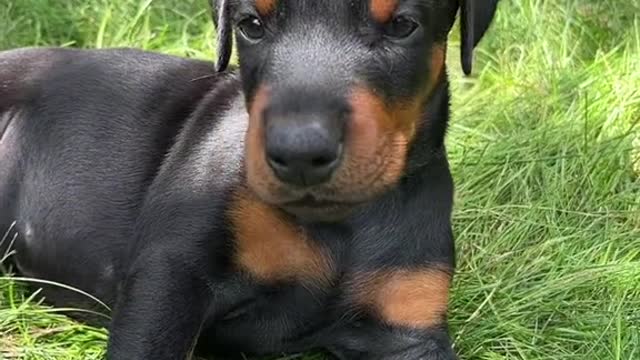 CUTE DOBERMAN TRAINING PART 07