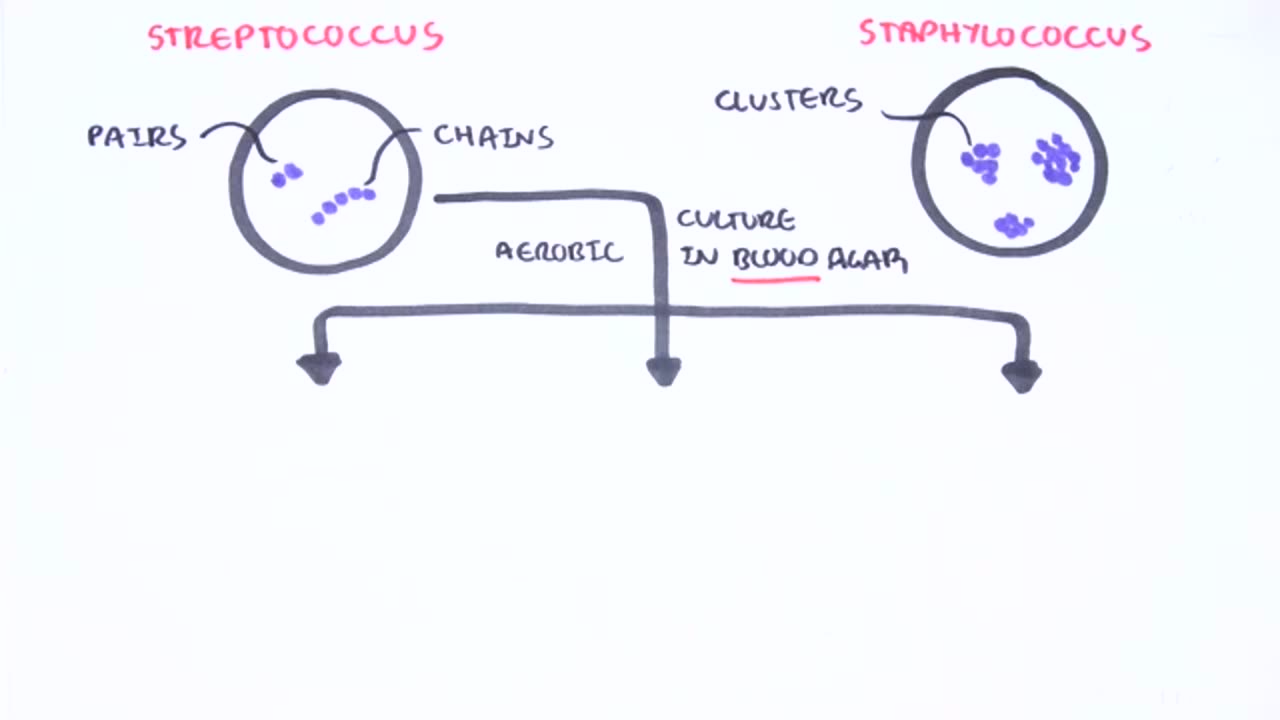 microbiology streptococcus