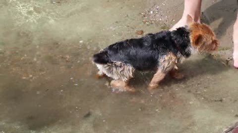 Adorable Puppies and Kittens Compilation - Cutest Pet Moments