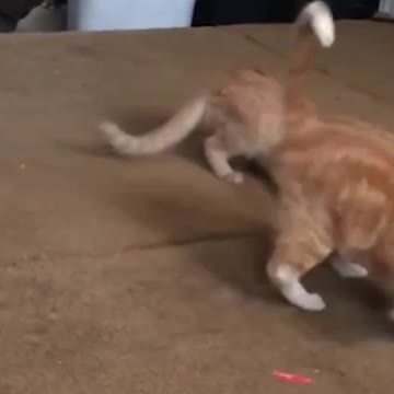 Cat Vs Laser Pointer