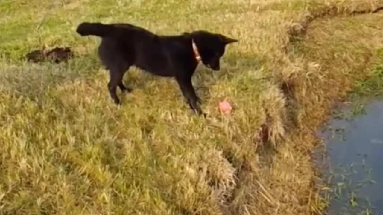 Smart black dog playing with a ball 🏀 by itself.