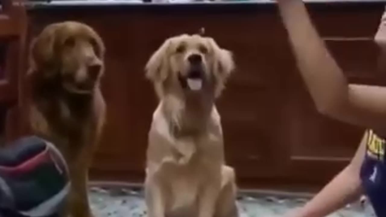 Funny dog & cat