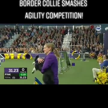 Border collie wins agility contest